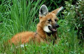 LOBO-GUARÁ - CHRYSOCYON BRACHYURUS